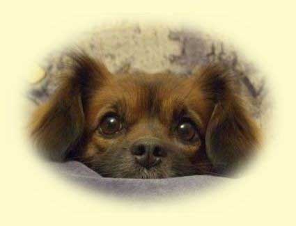 Just a Dog… Just a Dog…